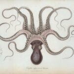 Foto: dibujo de Ramón de la Safgra de un Octopus Vulgaris, en la colección digital de The New York Public Library.